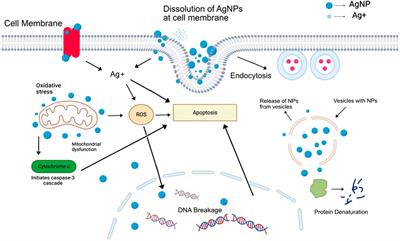 Frontiers | Plant-mediated Synthesis Of Silver Nanoparticles: Unlocking ...